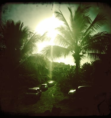Coconut tree above a commercial shooting Reunion Island France
