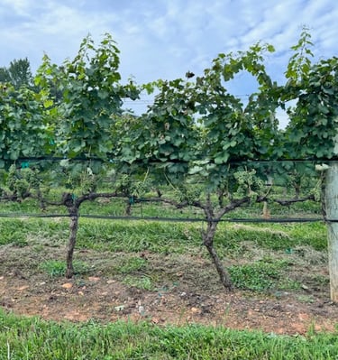 Wineries