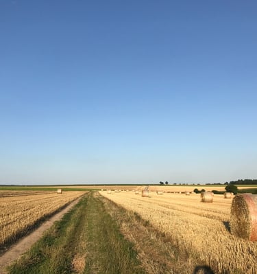 aux alentours, les champs de blé en été