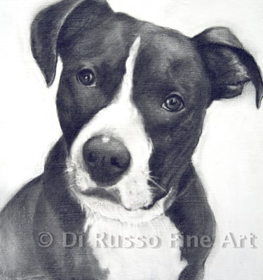 "Ajax Rannellone" Pencil on Canvas  "10"x14"