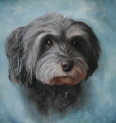 "Scruffy Flamio" Oil on Canvas 8"x10"