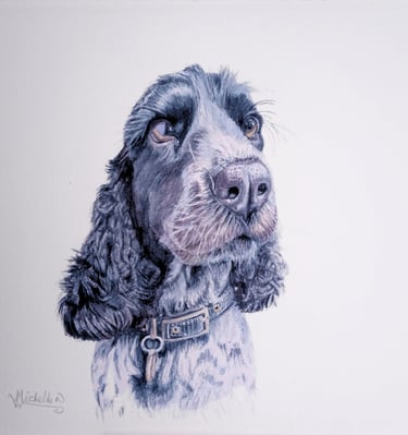 Pet Portrait Commissioned, Spaniel