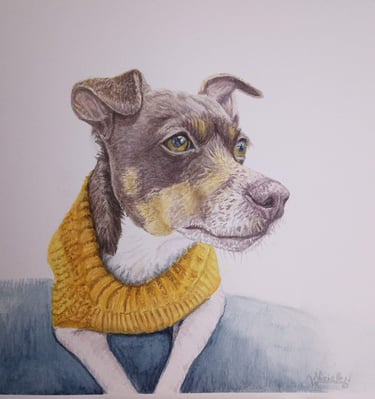 Pet Portrait Commissioned, Jack Russell