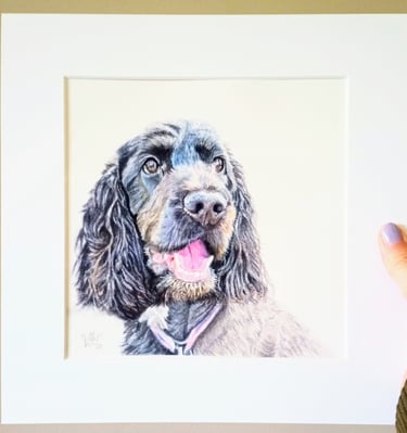 Cocker Spaniel Pet Portrait
