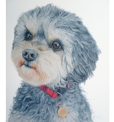 Pet Portrait Commissioned