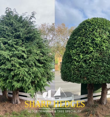 Neatly trimmed conifer hedge on semi-detached home, Seaham – before and after.