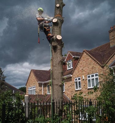 a man is cutting down a tree with a chainsaw