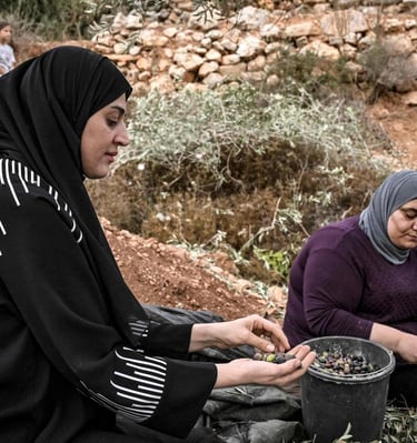 The oldest olive tree of the world in Palestine give the best Extra Virgin Olive Oil of the world.