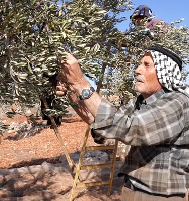 Al-badawi the oldest olive tree in the world - the roots of Palestine