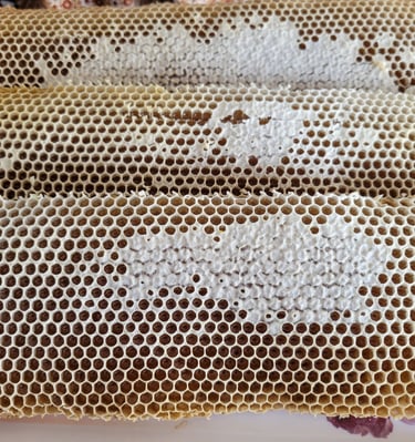 Honey Combs