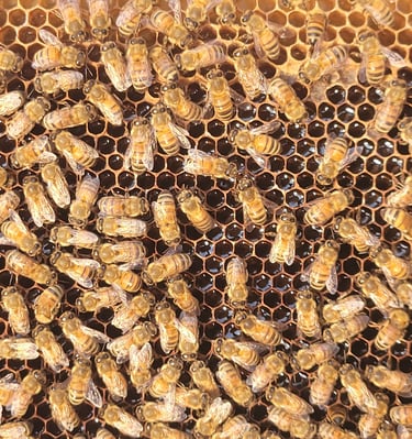 Honeybees working on Nectar in Comb
