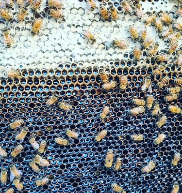 Comb Full  of Delicious honey