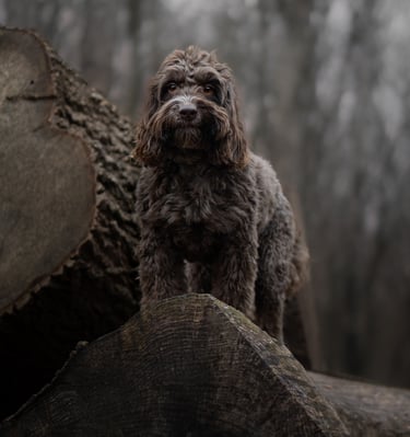 A brown Labradoodle dog during pet photography in Wakefield