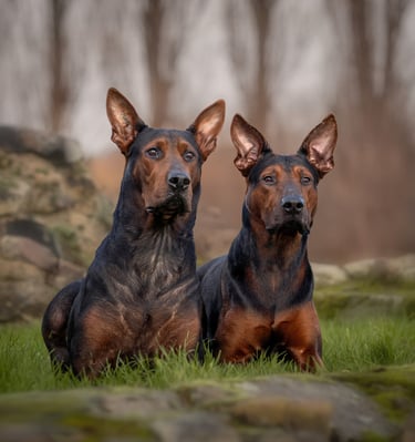 Two watchful black and tan Thai Ridgeback dogs laying together pet photography in Wakefield