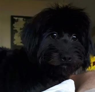black maltipoo puppy