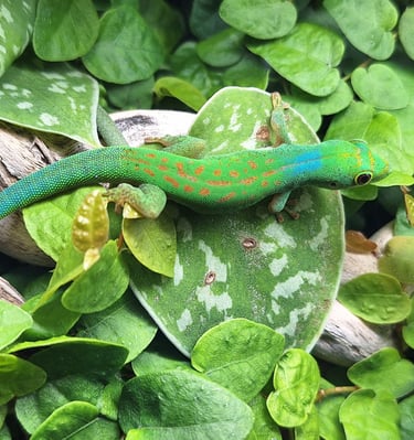 Phelsuma pasteuri Männchen