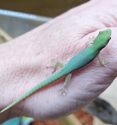 Phelsuma pusilla pusilla Jungtier