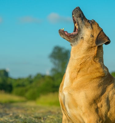 dogue attrappant une balle 