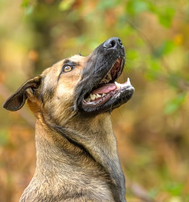 oeuil perçant de malinois