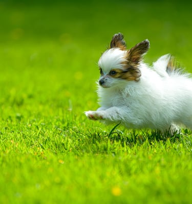 chiot qui courre sur la pelouse