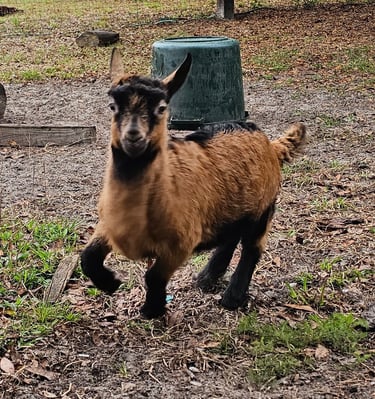 Oberhasli goat kid running fast