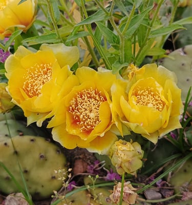 opuntia cactus flower in bunch