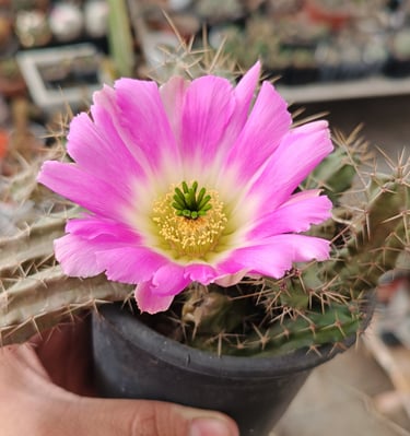 a person holding a small potted cactus plant named echinocereus pentalophus flowering 