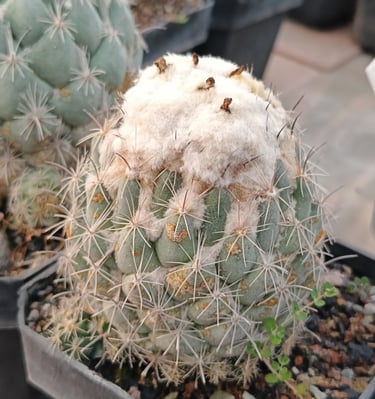 corypantha calipensis big specimen cactus rare plant in pot