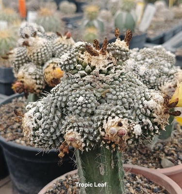 a cactus plant with a lot of flowers in a potted pot , copiapoa cacti