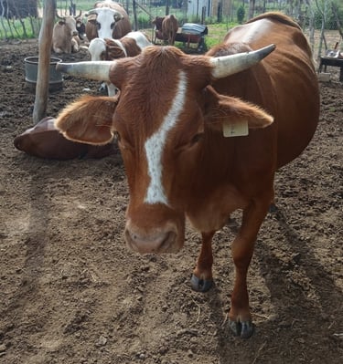 brown and white cow