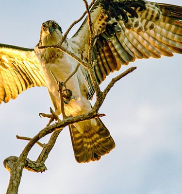 Osprey at sunset