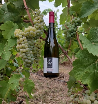 Riol wine bottle in vineyard
