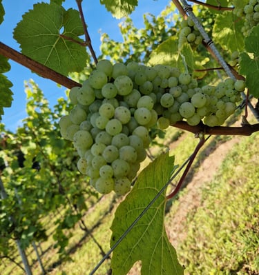 White grape variety