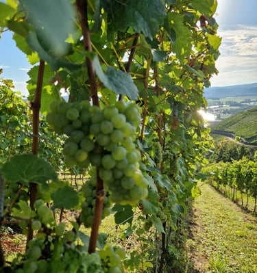 Moselle White Grape