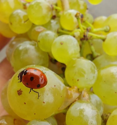 Moselle grapes with insect