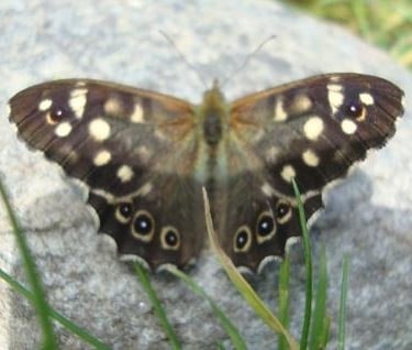 Speckled Wood