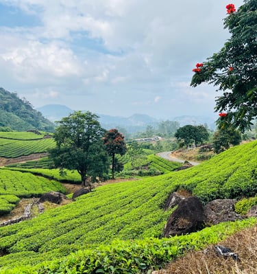 Munnar plantaciones de té