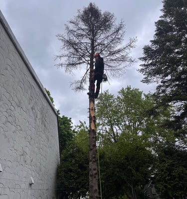 Arborist performing professional tree removal while secured in a tree in West Island