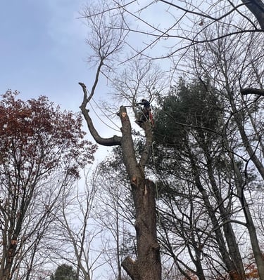 Certified arborist cutting branches during tree removal in Saint-Lazare