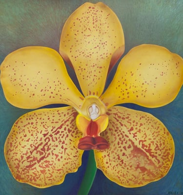 Yellow Splendor Vanda