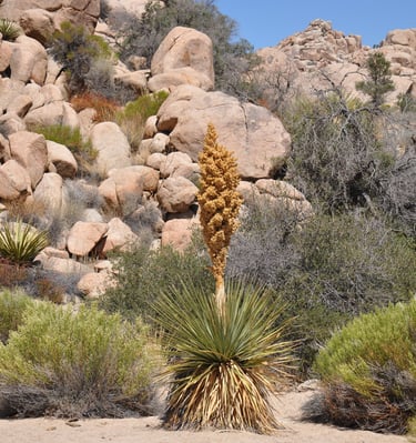 cactus in Joshua Tree National Park