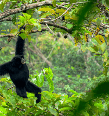 a monkey hanging from a tree branch in a tree - SEMATA INDONESIA Program