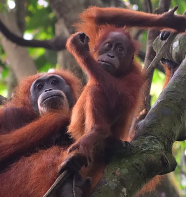 a couple of monkeys hanging out in a tree - SEMATA INDONESIA Program