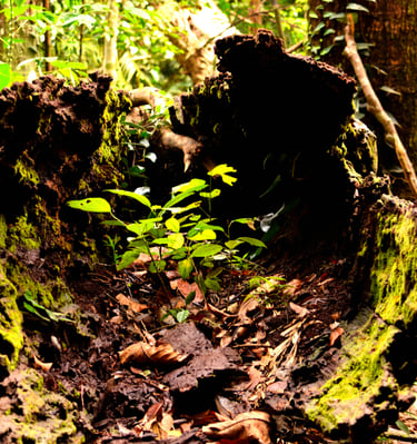 a tree stump stump in the middle of a forest - SEMATA INDONESIA Program