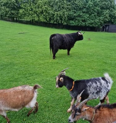 sortie scolaire à la ferme
