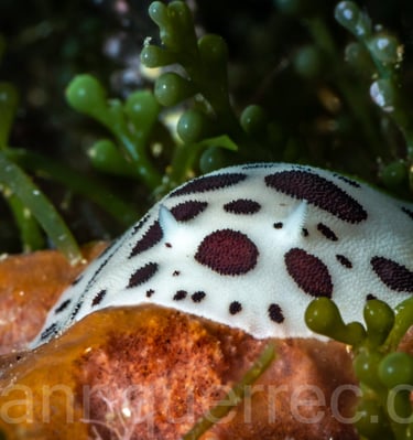 Doris dalmatienne - Banyuls - FRANCE