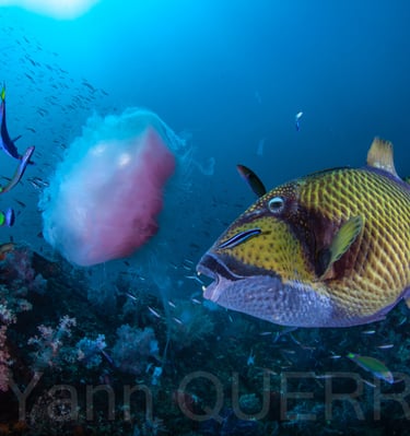 Baliste titan - THAÏLANDE