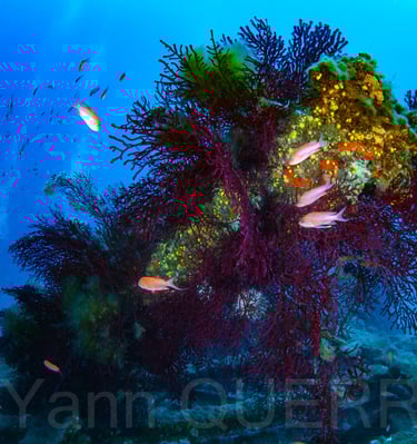 Le planier - Marseille - FRANCE