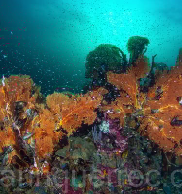 Massif de gorgones - Mer d'Andaman -THAÏLANDE