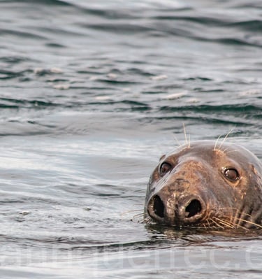 Phoque gris - Perros Guirec - FRANCE